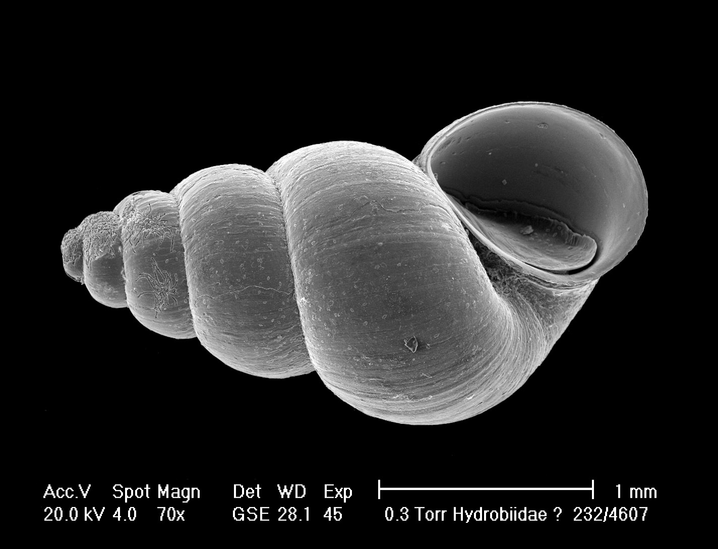 Hydrobiidae (Cres isl.)